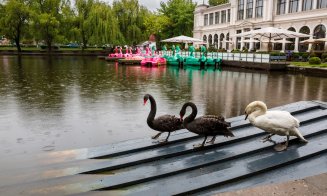 Lebedele negre au ajuns și în acest an în Parcul Central din Cluj-Napoca